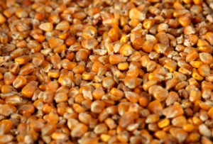 ARCHIV - Getrockneter Mais als Zusatzstoff für Futtermittel, aufgenommen am 19.05.2009 in einem Kraftfutterwerk. Foto: Jens Wolf +++(c) dpa - Bildfunk+++ | Verwendung weltweit