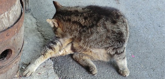 Bild zu: Tot und lebendig: Schrödingers Katze