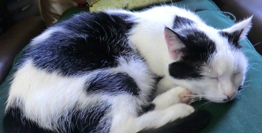 Bild zu: Tot und lebendig: Schrödingers Katze